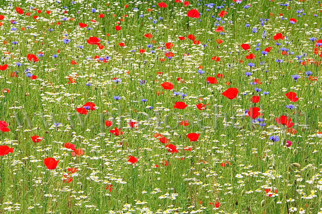 Fleurs bleu blanc rouge