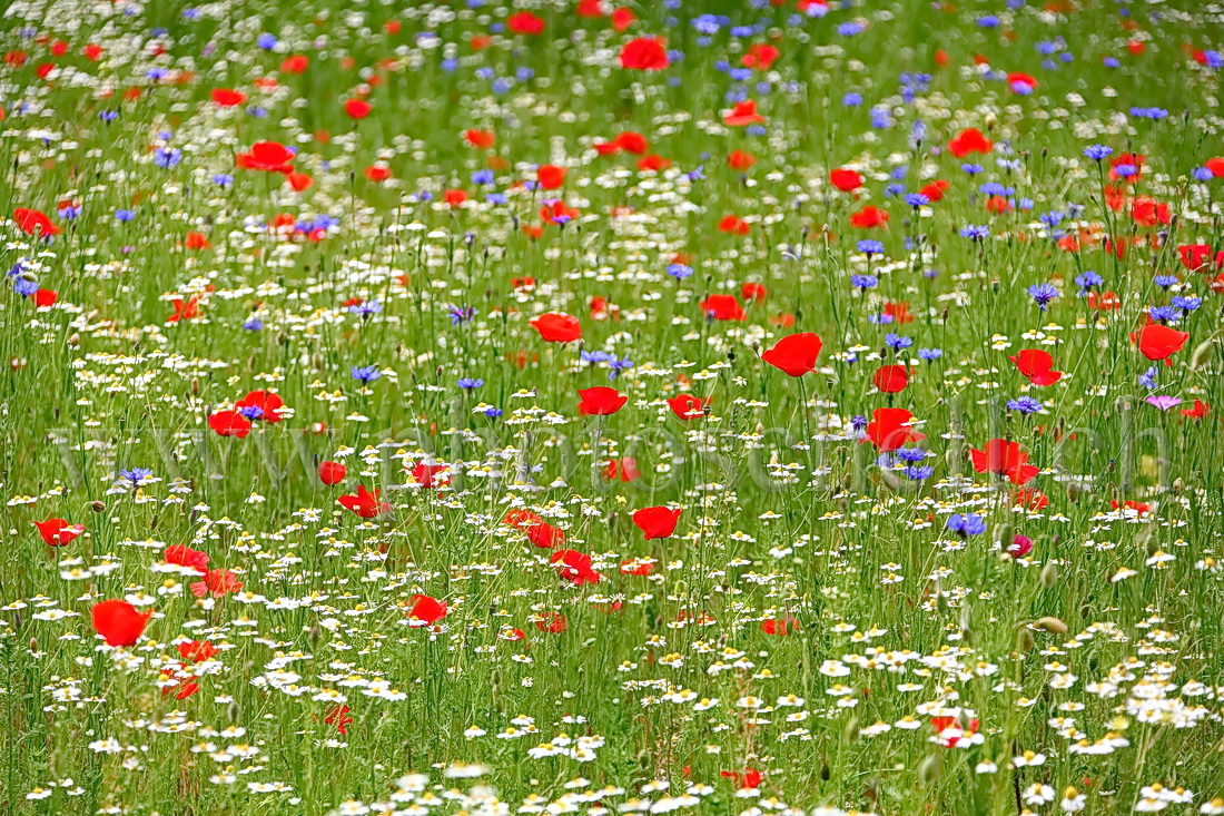 Fleurs bleu blanc rouge