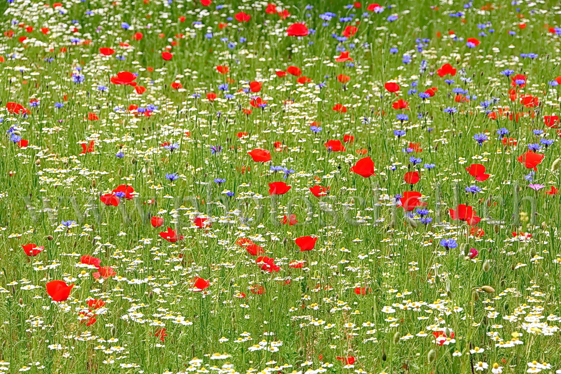 Fleurs bleu blanc rouge