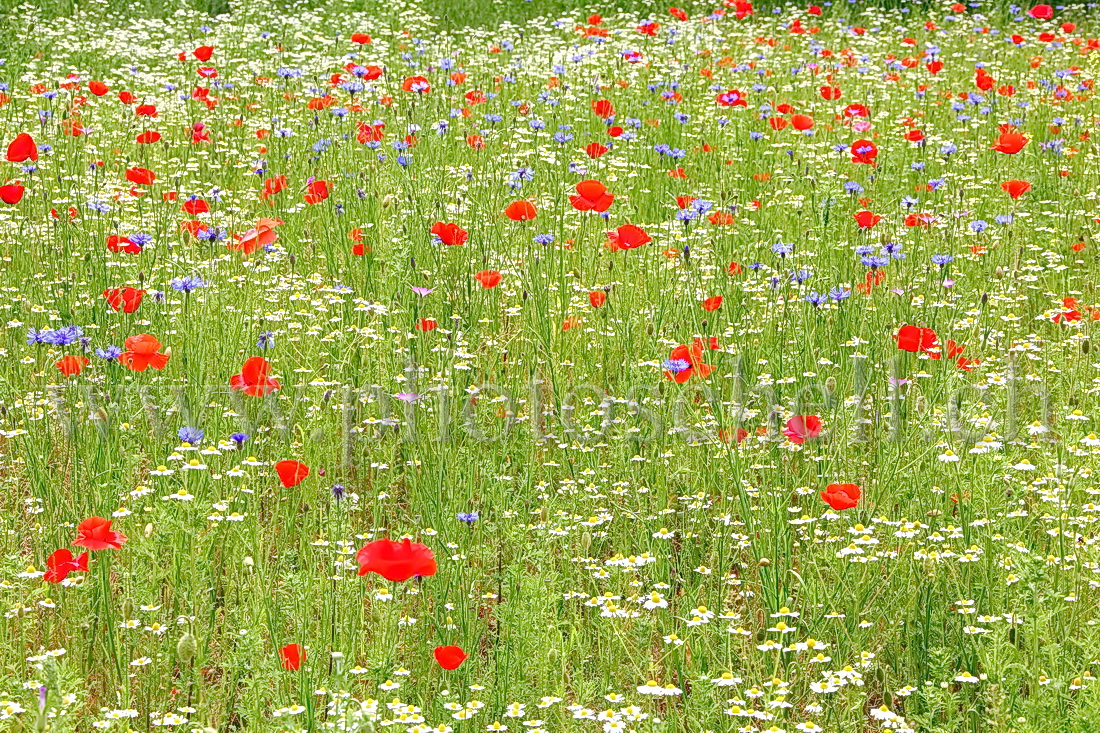 Fleurs bleu blanc rouge