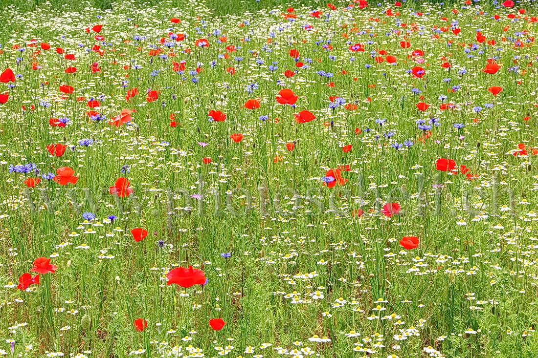 Fleurs bleu blanc rouge