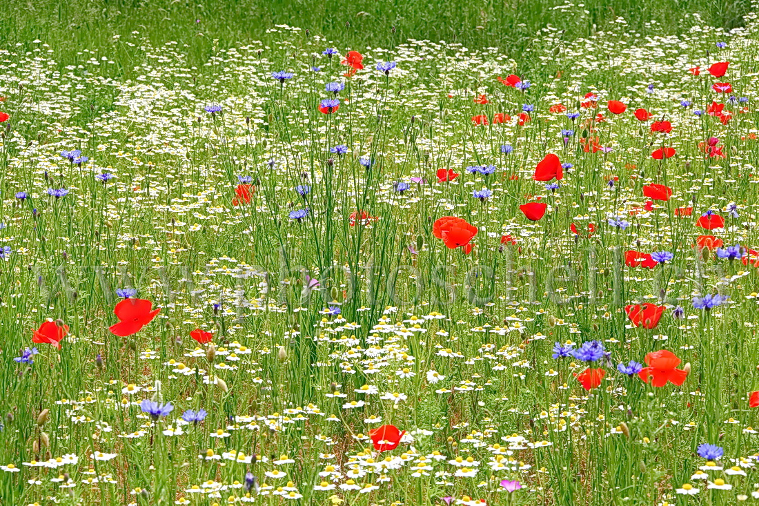 Fleurs bleu blanc rouge