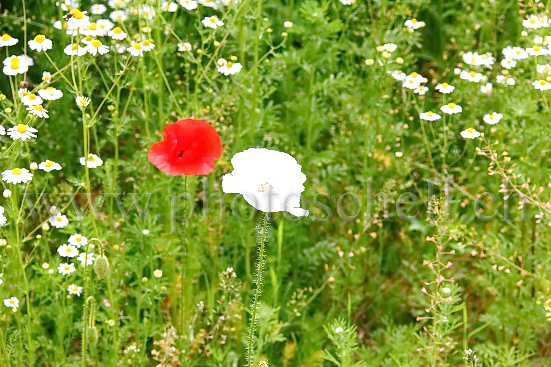 Coquelicots rouge et blanc