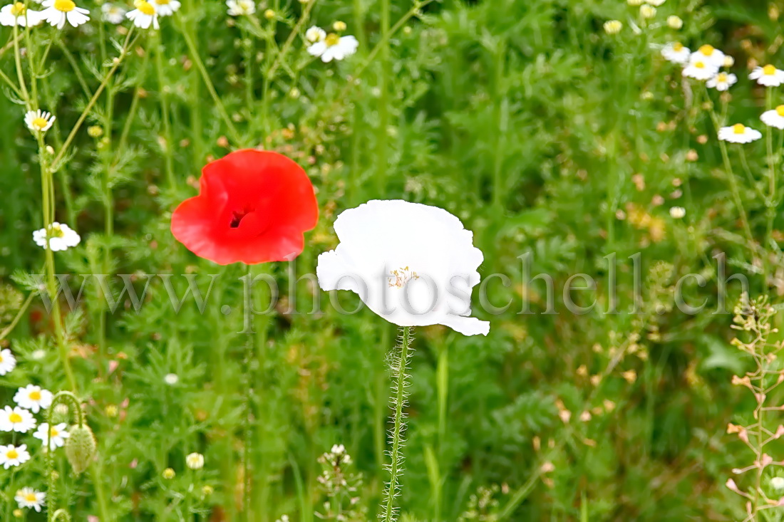 Coquelicots rouge et blanc