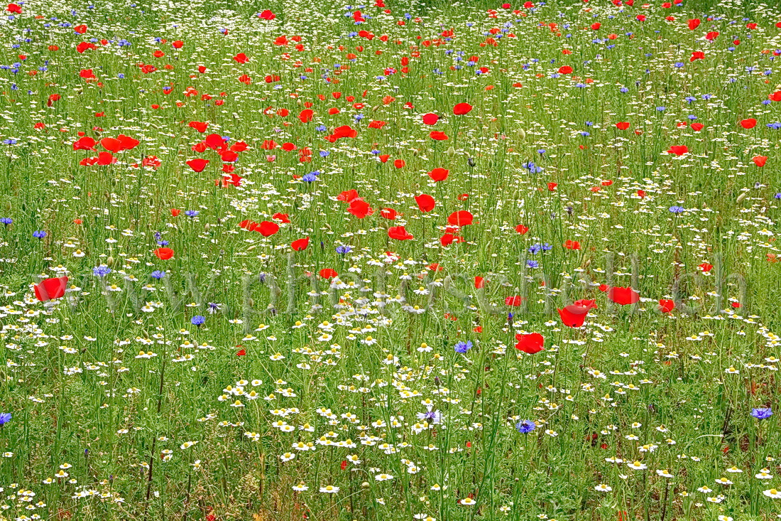 Fleurs bleu blanc rouge