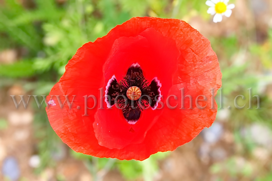 Coquelicot