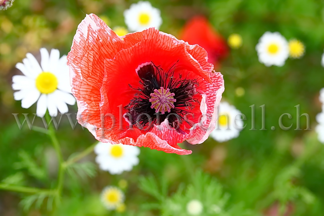 Coquelicot