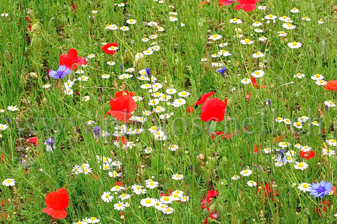 Fleurs bleu blanc rouge