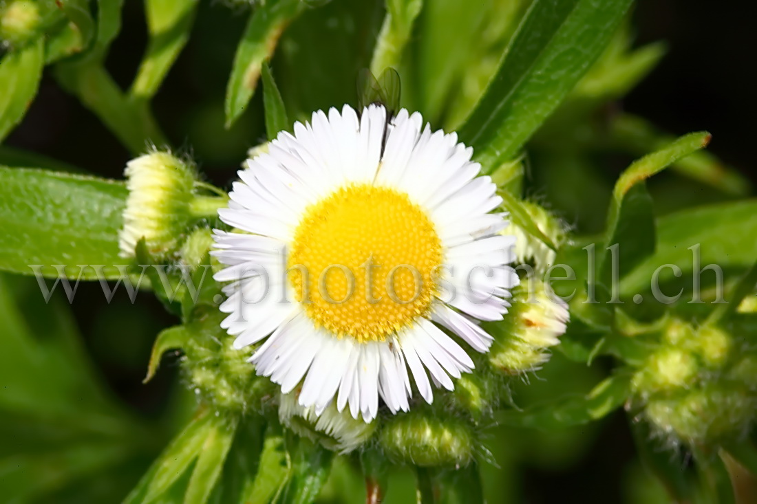 Marguerite à pétales courts