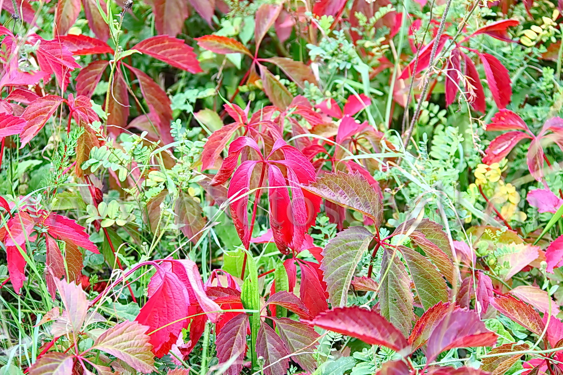 Feuilles rouges