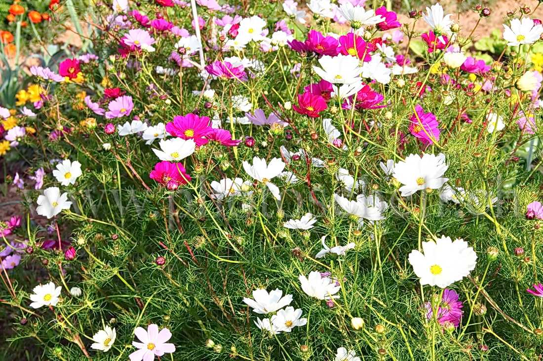 Fleurs de couleur