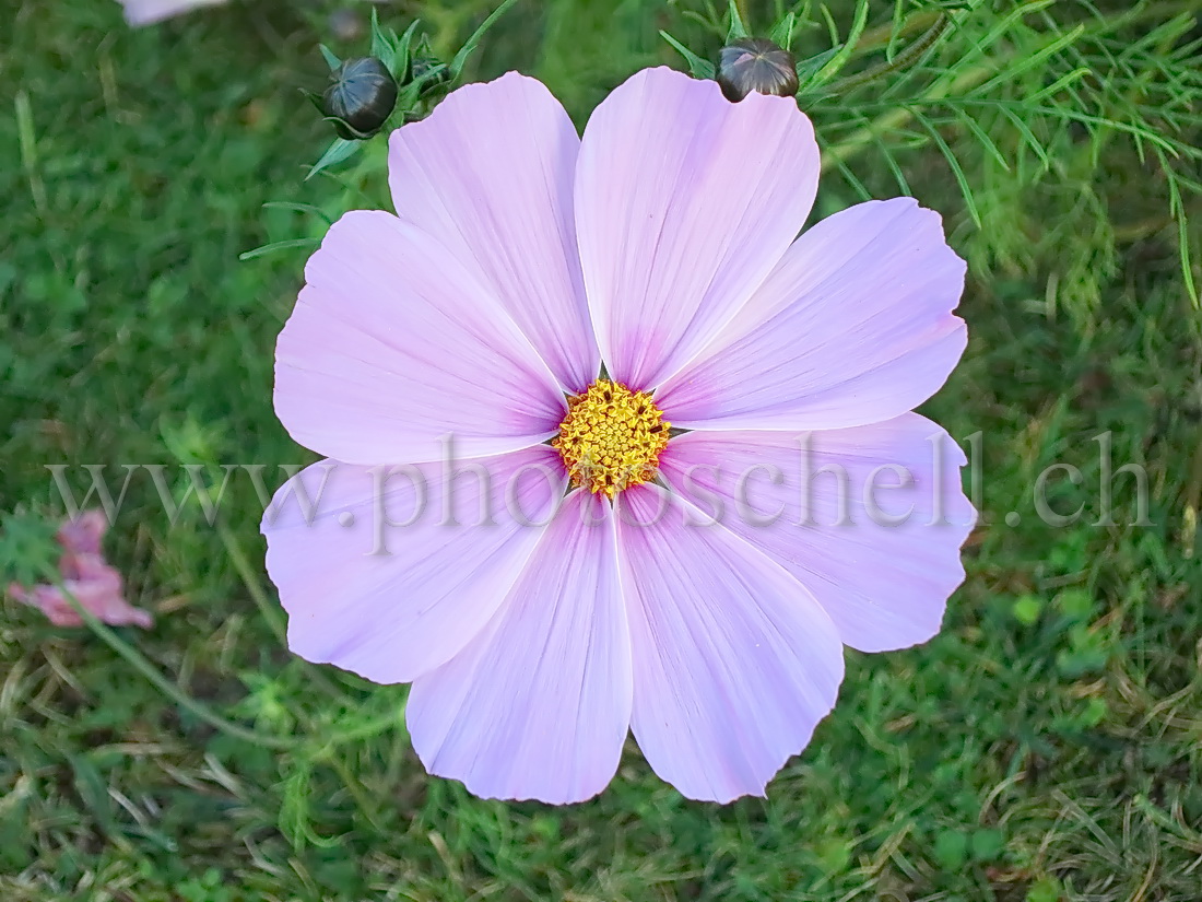 Fleur violette pâle