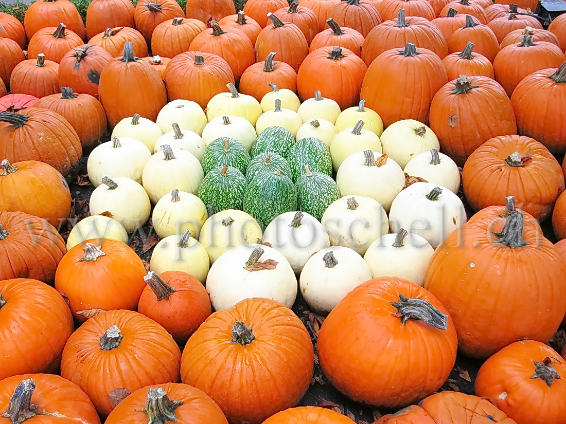 Courge de couleur