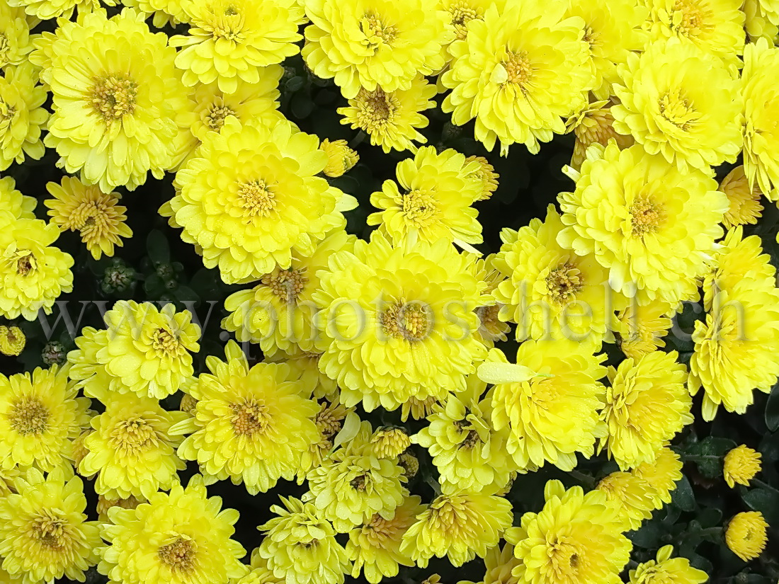 Fleurs jaunes