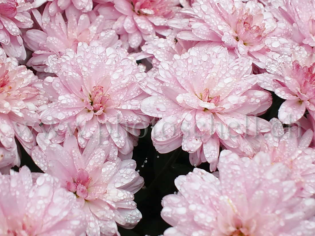 Fleurs avec la rosée