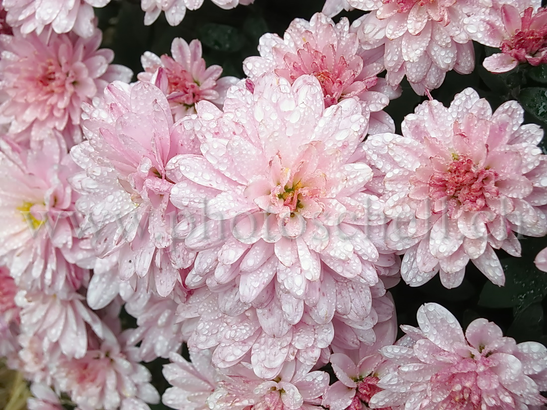 Fleurs couvertes de rosÃ©e