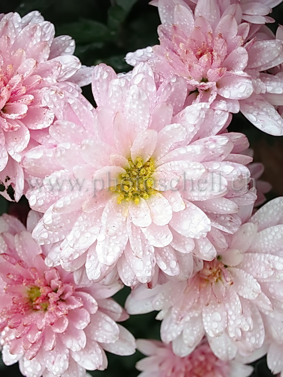 Fleurs couvertes de rosée