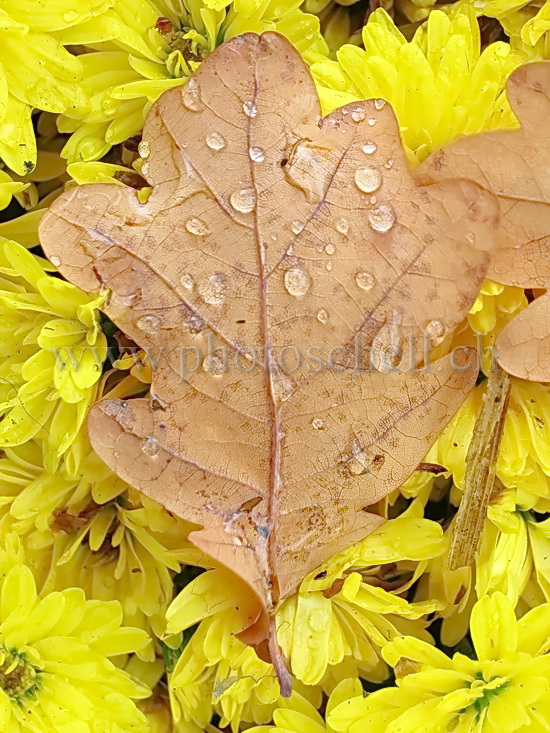 Feuille de chêne humide sur fond de fleurs jaunes