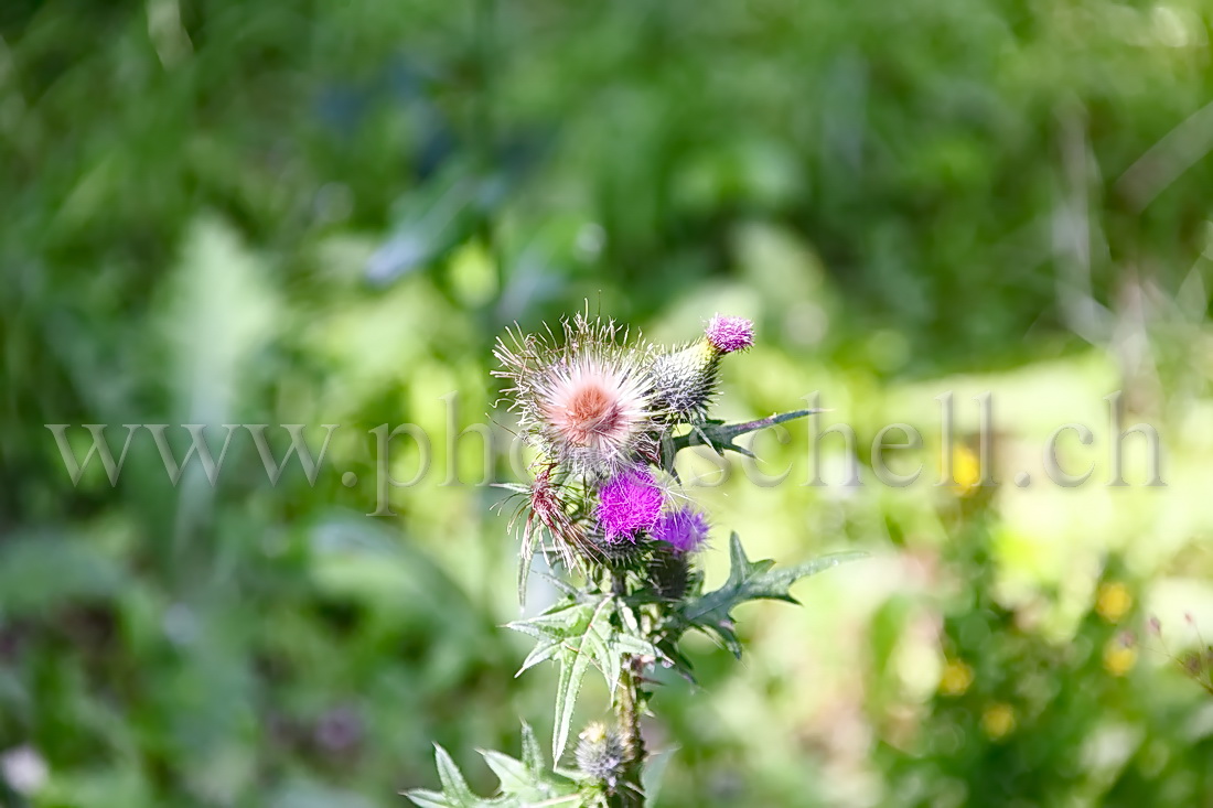 Fleurs de chardon