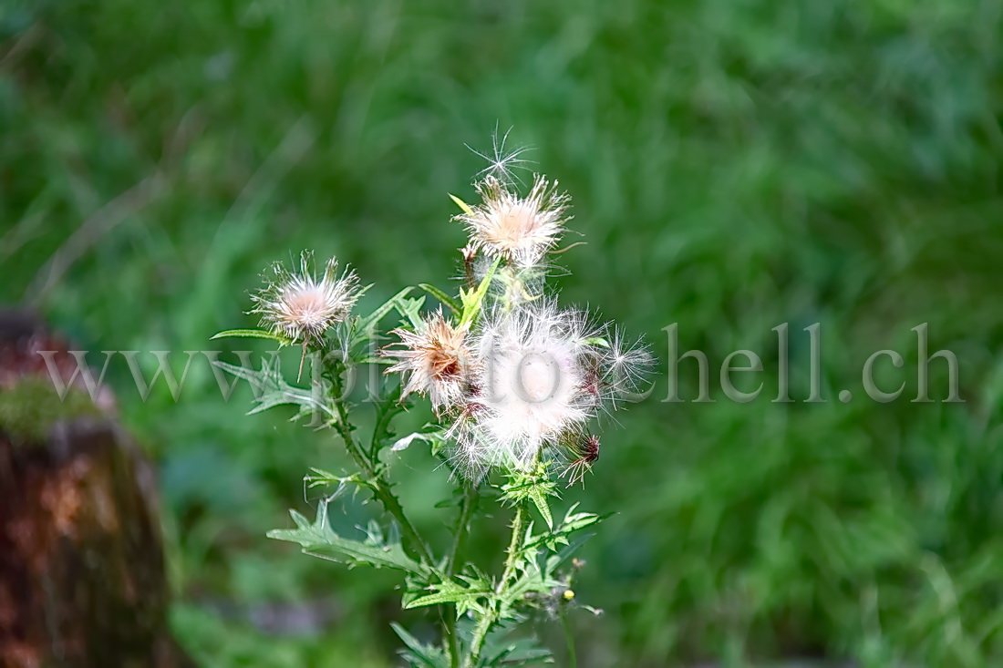 Fleurs de chardon