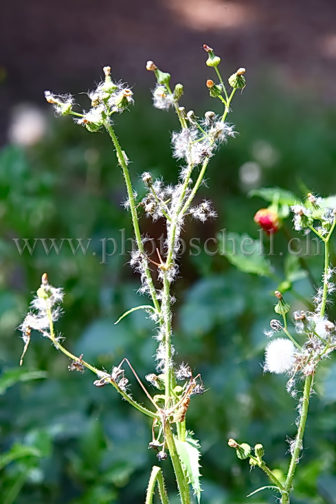 Fleurs de chardon