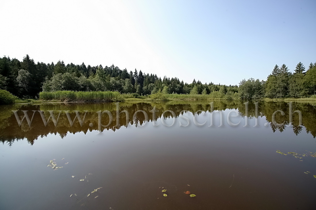 Reflets sur la grande tourbière