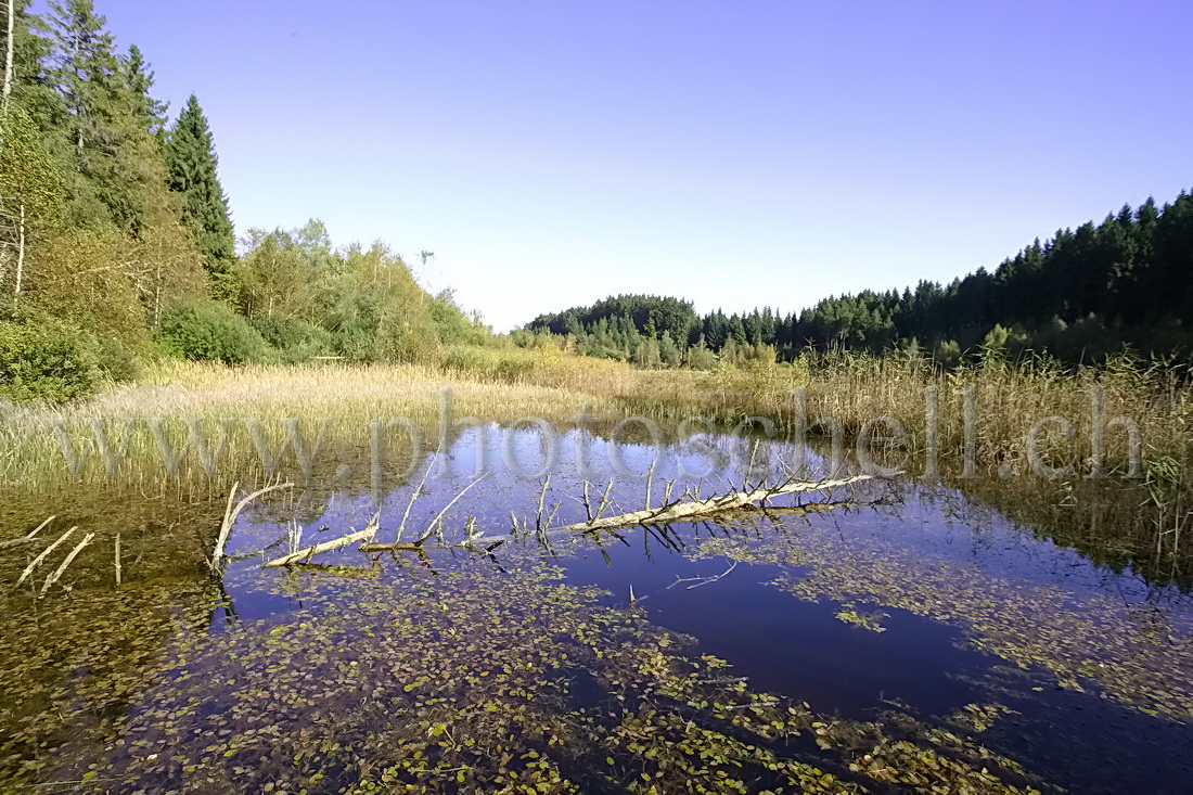 Reflets d'un tronc dans la grande tourbière