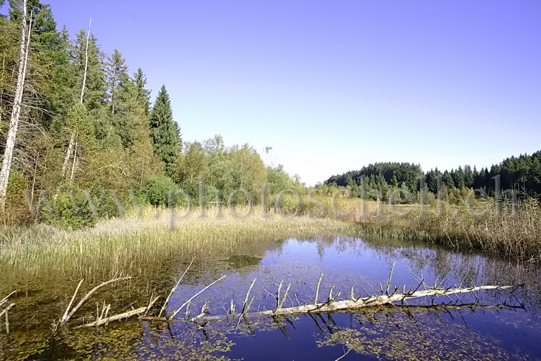 Reflets d'un tronc dans la grande tourbière