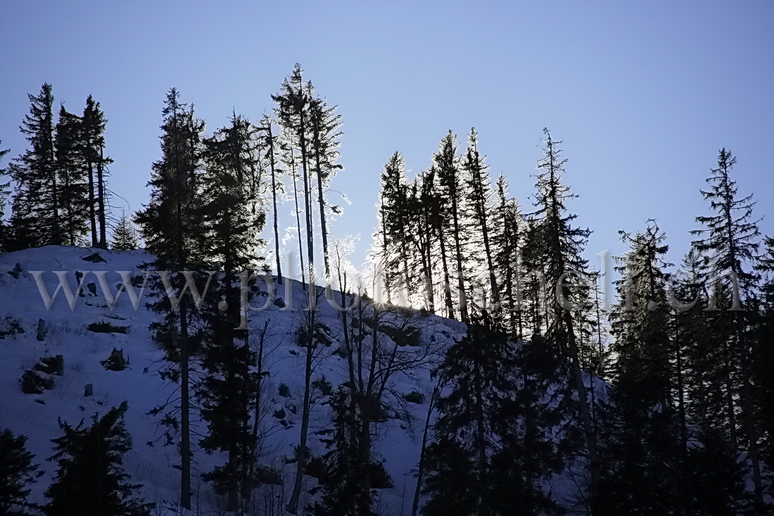 Le soleil filtre dans la descente du Moléson