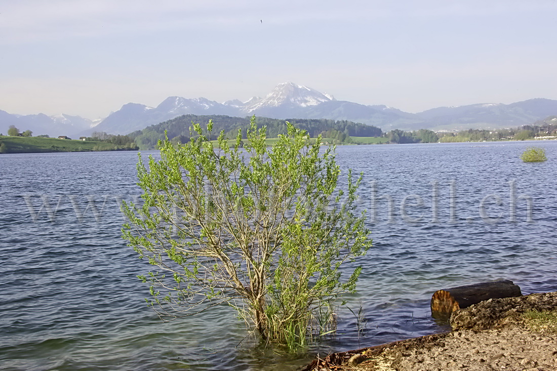 Buisson au bord du lac de la Gruyère