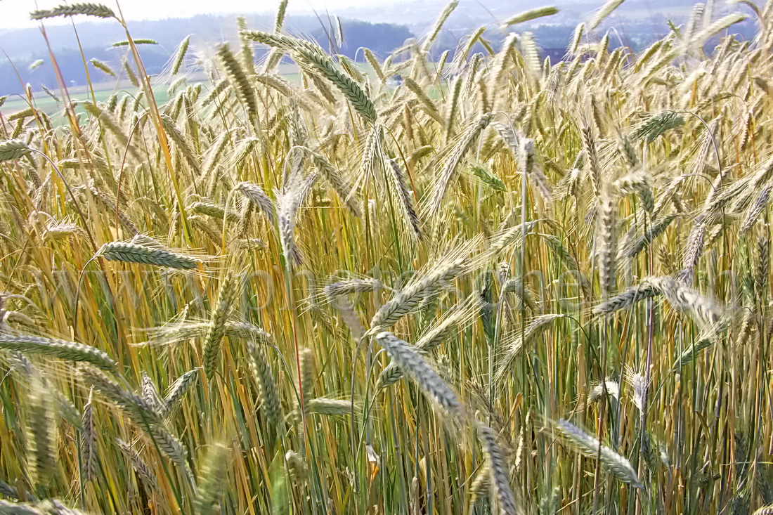 Champ de blé