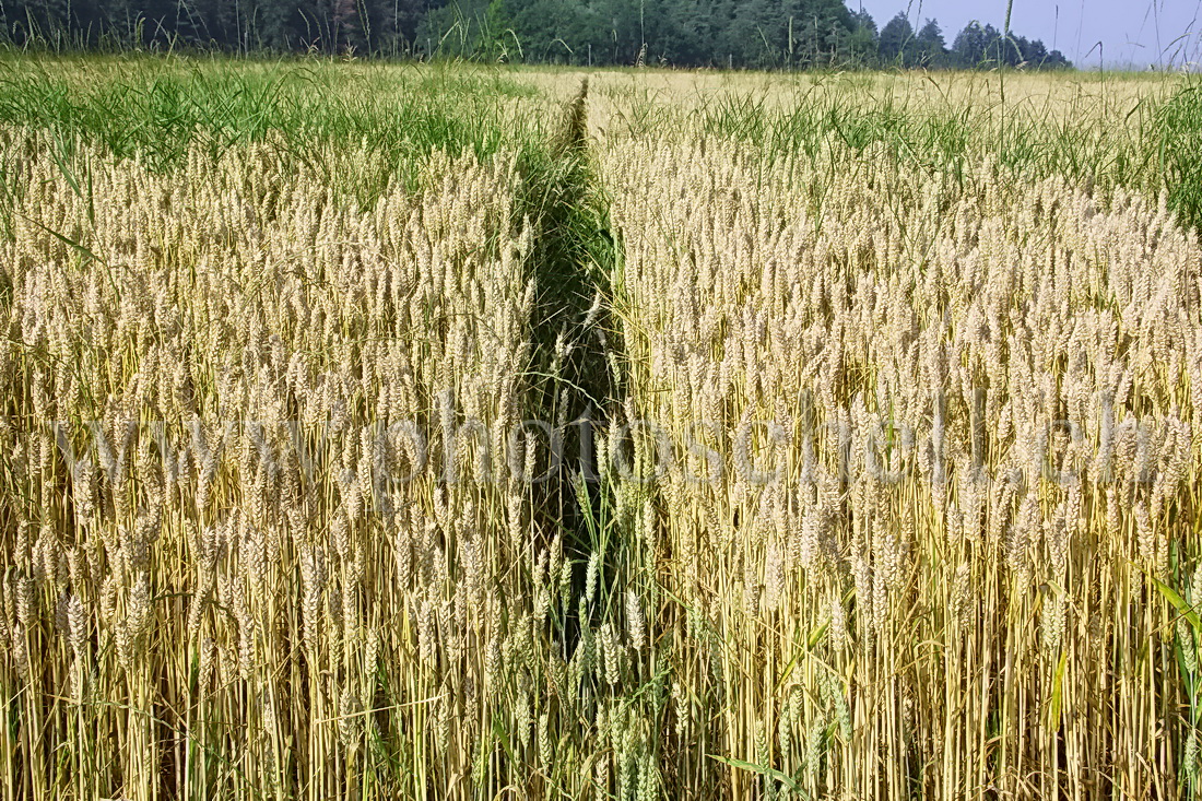Chemin entre les champs de blé