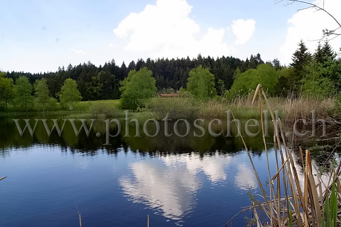 Reflets sur l\'eau de la tourbière