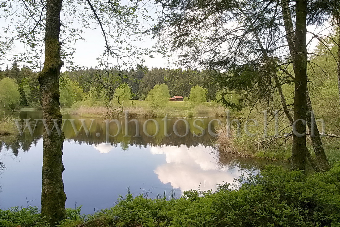 Reflets sur l'eau de la tourbière