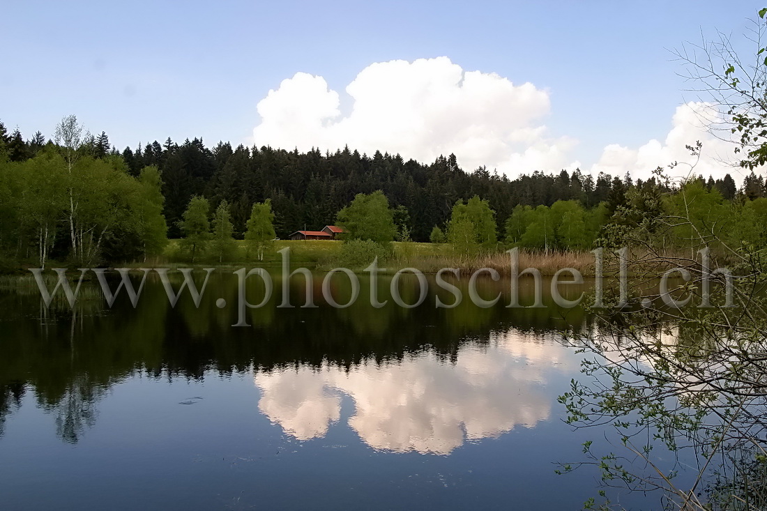 Reflets sur l'eau de la tourbière