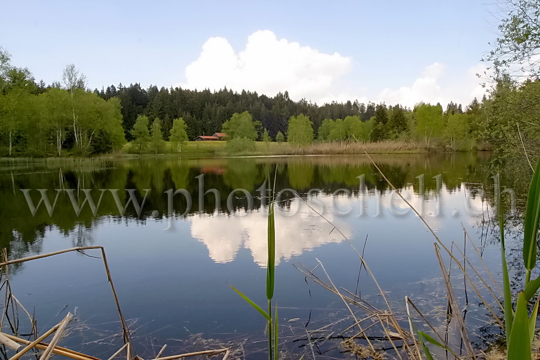 Reflets sur l'eau de la tourbière