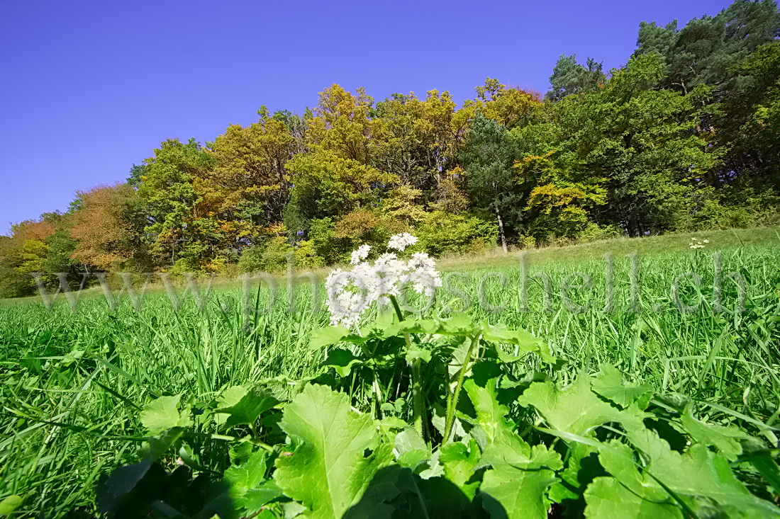 Fleur sur fond d'automne