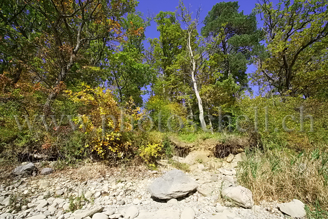 Rive du lac de Gruyère en automne