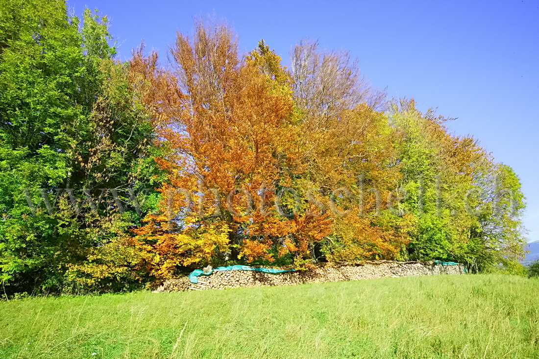 Dépôt de bois en automne