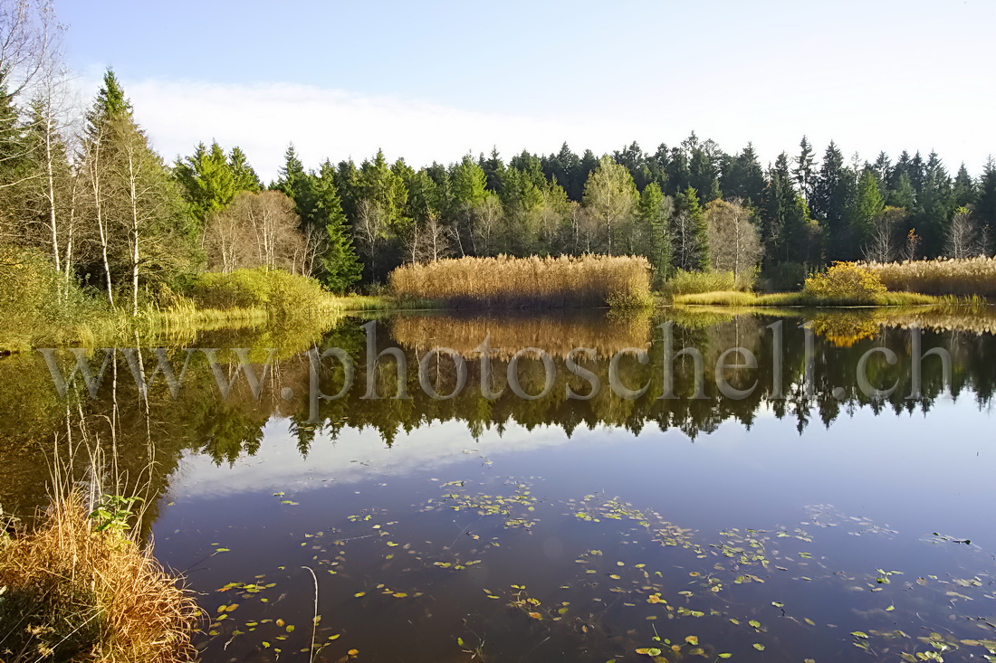 Reflets d\'automne sur les tourbières de Marsens