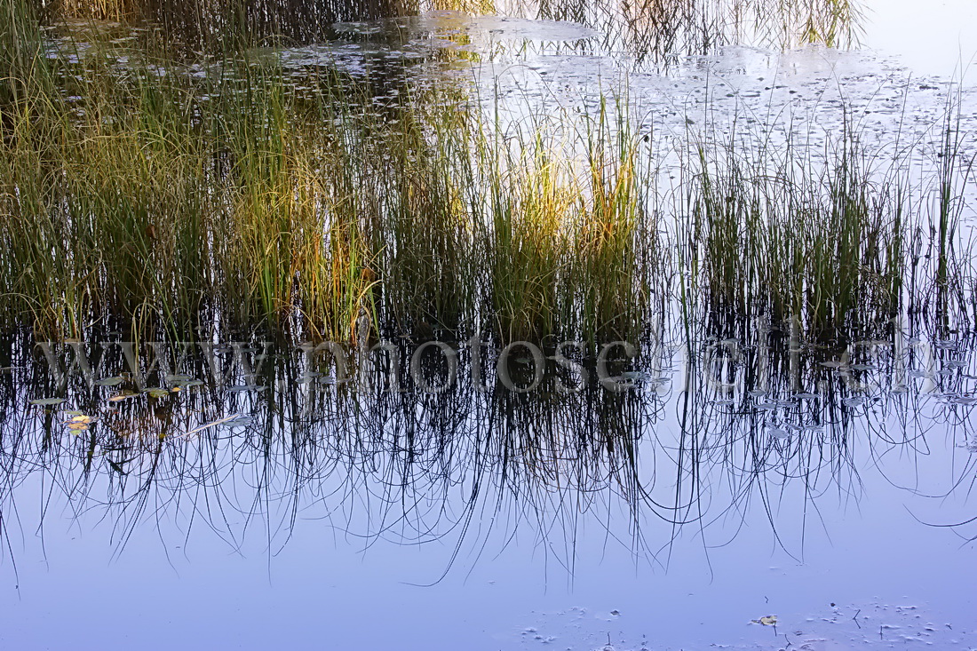 Reflets d\'automne sur les tourbières de Marsens