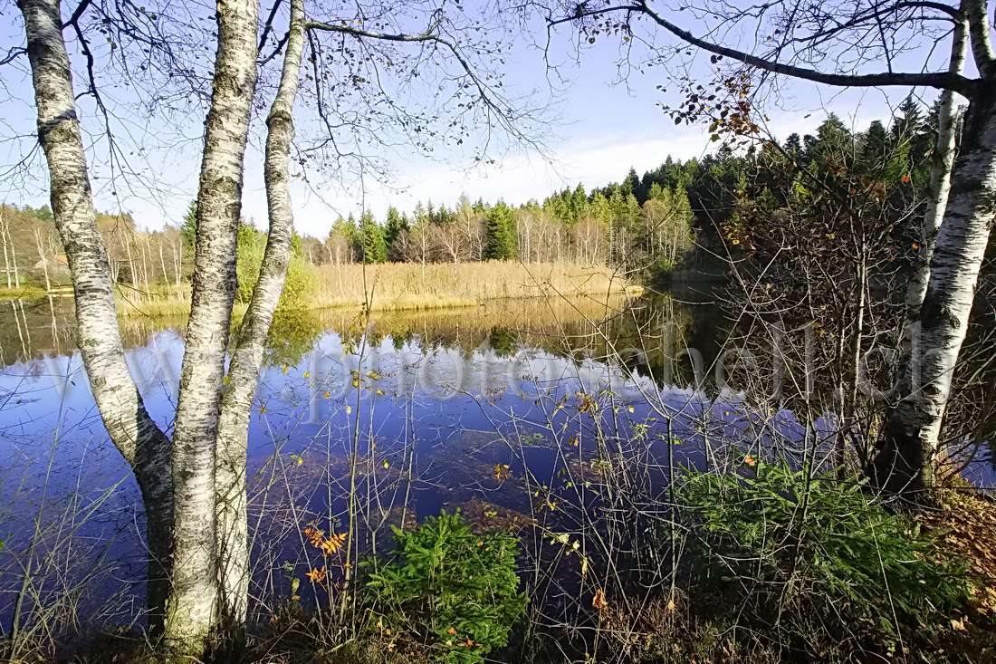 Reflets d'automne sur les tourbières de Marsens