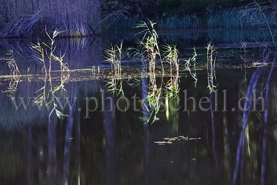 Reflets d'automne sur les tourbières de Marsens