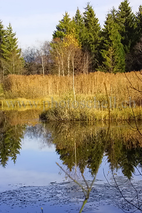 Reflets d\'automne sur les tourbières de Marsens