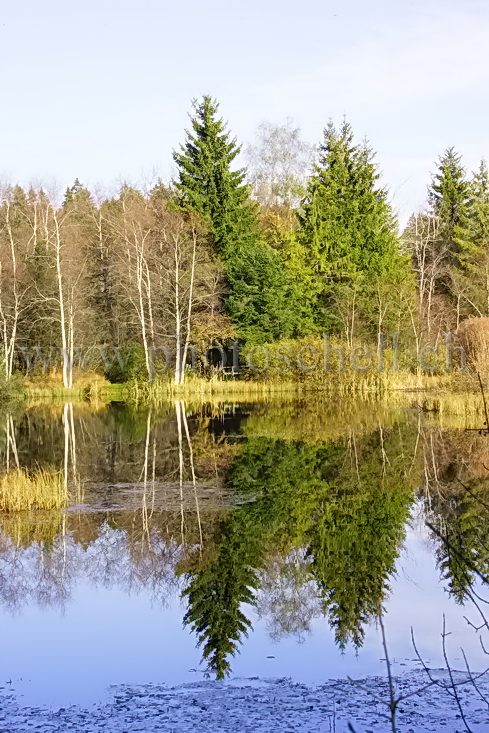 Reflets d\'automne sur les tourbières de Marsens