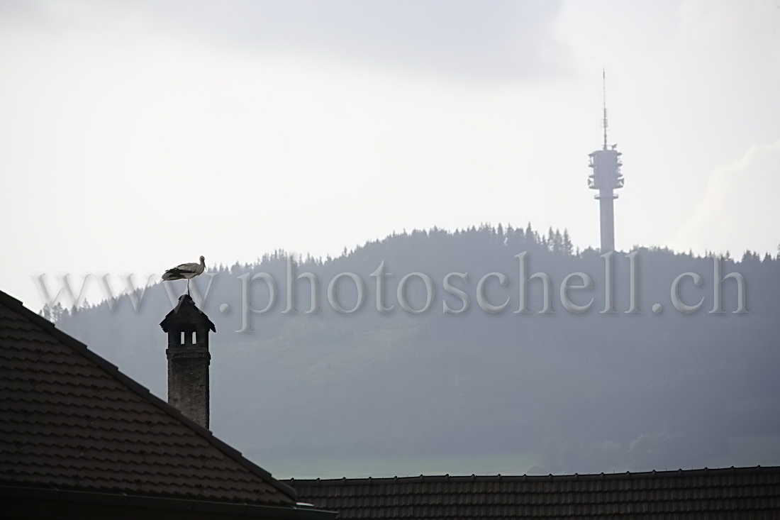 Cigogne à Vuippens