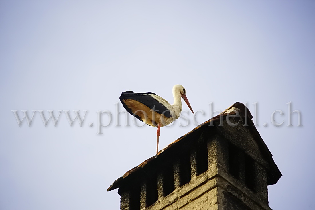 Cigogne à Vuippens