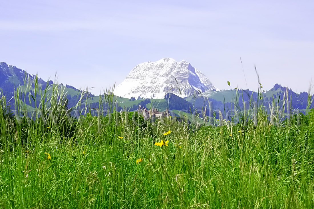 Le Moléson enneigé et le château de Gruyère dans sa verdure