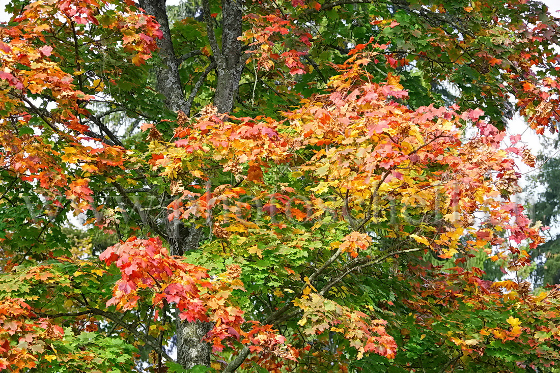 Dégradé de couleurs automnales