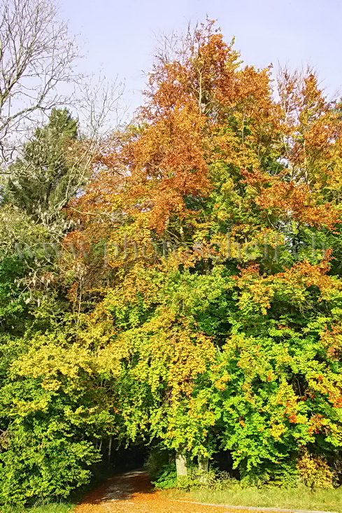 Chemin coloré